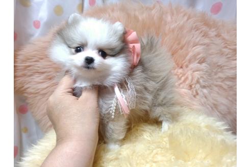 成約済の愛知県のポメラニアン-36232の3枚目