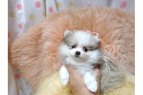 成約済の愛知県のポメラニアン-36232の4枚目