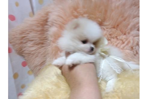 成約済の愛知県のポメラニアン-36233の2枚目