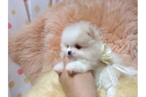 成約済の愛知県のポメラニアン-36233の1枚目