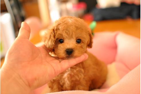 成約済の茨城県のトイプードル-36234の3枚目