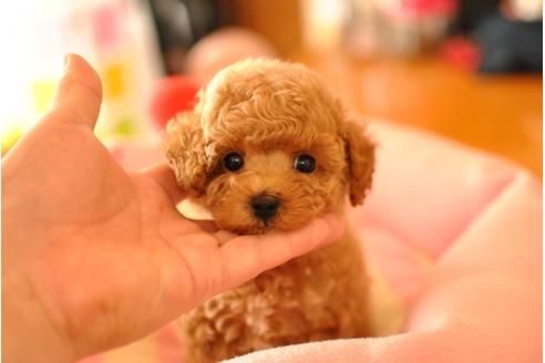 成約済の茨城県のトイプードル-36235の2枚目