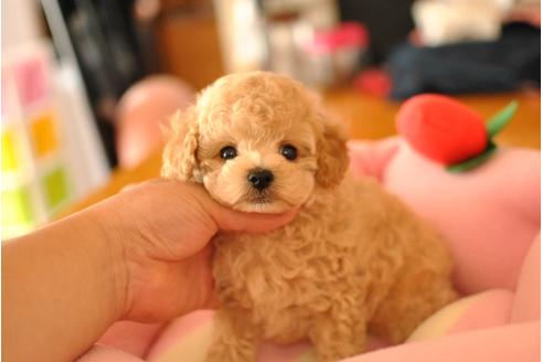 成約済の茨城県のトイプードル-36236の4枚目