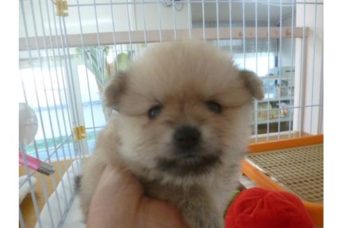 成約済の福岡県のポメラニアン-36249の4枚目