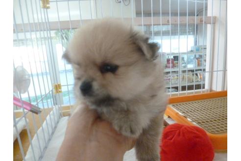 成約済の福岡県のポメラニアン-36249の5枚目
