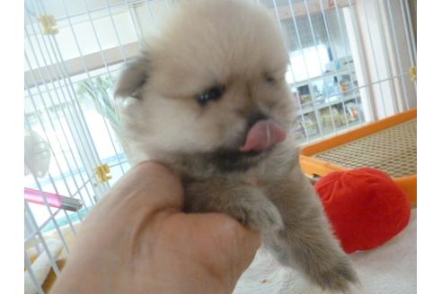 成約済の福岡県のポメラニアン-36249の1枚目