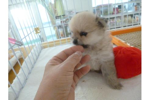 成約済の福岡県のポメラニアン-36249の2枚目