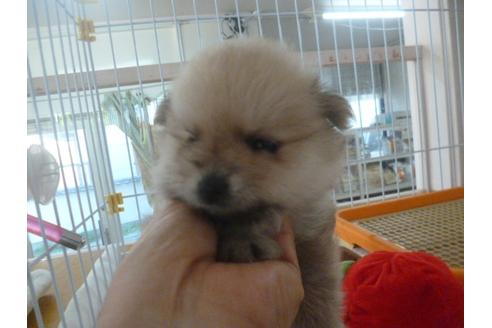 成約済の福岡県のポメラニアン-36249の3枚目