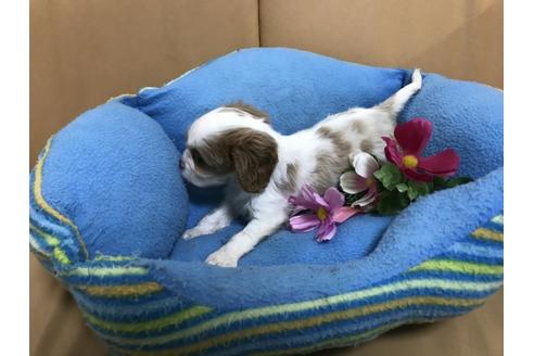 成約済の栃木県のキャバリアキングチャールズスパニエル-36258の2枚目