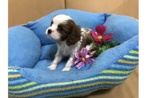 成約済の栃木県のキャバリアキングチャールズスパニエル-36259の2枚目