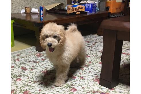 成約済の青森県のミディアムプードル-36263の3枚目