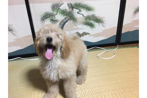 成約済の青森県のミディアムプードル-36263の2枚目