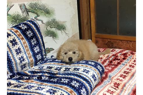 成約済の青森県のミディアムプードル-36263の1枚目