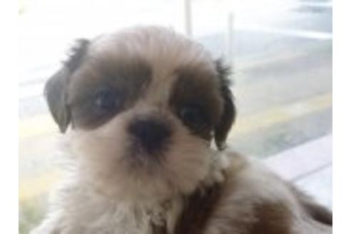 成約済の東京都のシーズー-36264の1枚目