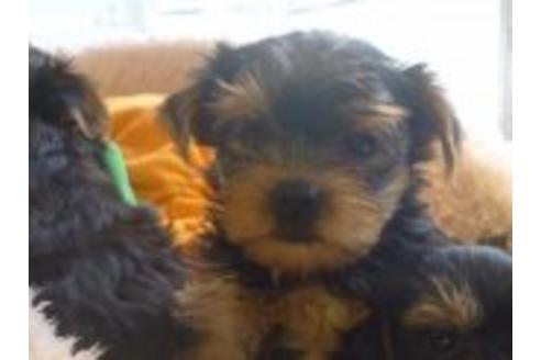 成約済の東京都のヨークシャーテリア-36267の1枚目