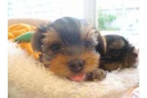 成約済の東京都のヨークシャーテリア-36268