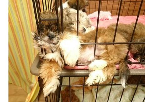 成約済の北海道のミックス犬-36271の4枚目