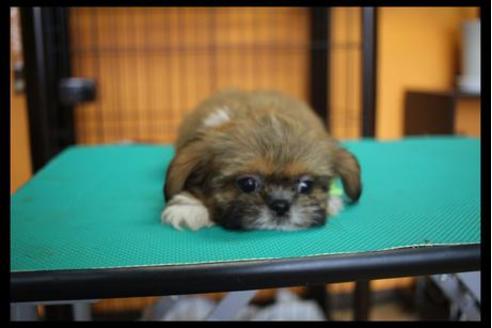 成約済の北海道のミックス犬-36271の3枚目
