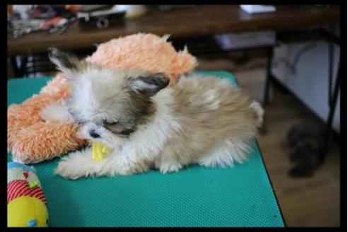 成約済の北海道のミックス犬-36274の1枚目