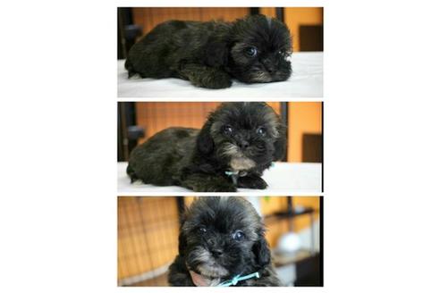 成約済の北海道のミックス犬-36280の1枚目