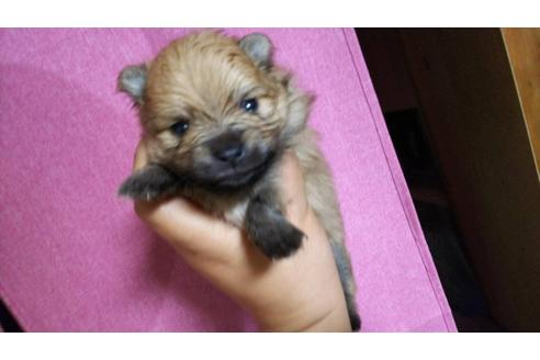 成約済の京都府のポメラニアン-36291の1枚目