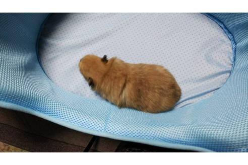成約済の京都府のポメラニアン-36291の3枚目