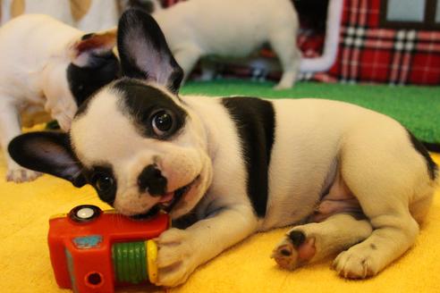 成約済の愛知県のフレンチブルドッグ-34562の5枚目