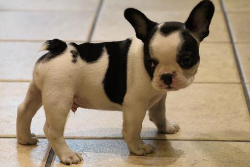 成約済の愛知県のフレンチブルドッグ-34562の4枚目