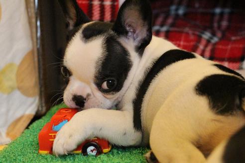 成約済の愛知県のフレンチブルドッグ-34562の3枚目