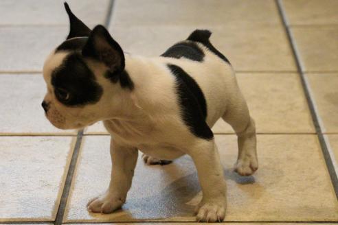 成約済の愛知県のフレンチブルドッグ-34562の2枚目