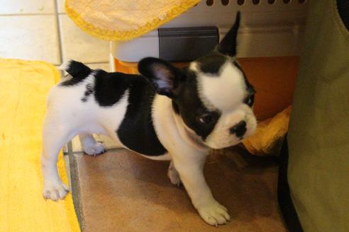 成約済の愛知県のフレンチブルドッグ-34562の1枚目