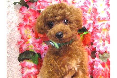 成約済の茨城県のトイプードル-36313の4枚目