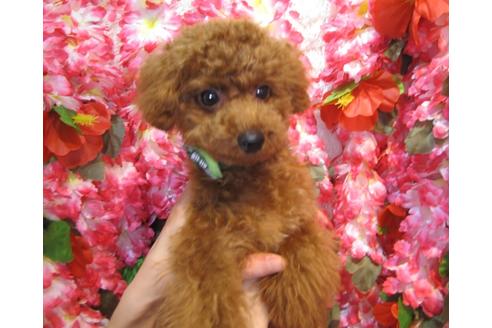 成約済の茨城県のトイプードル-36313の5枚目