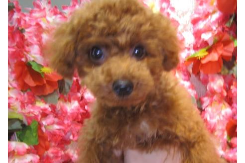 成約済の茨城県のトイプードル-36313の1枚目