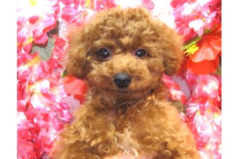 成約済の茨城県のトイプードル-36313の2枚目