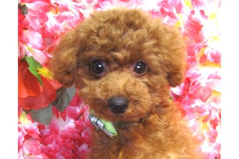 成約済の茨城県のトイプードル-36313の3枚目