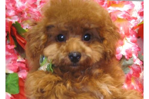 成約済の茨城県のトイプードル-36314の5枚目