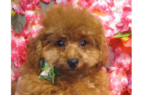 成約済の茨城県のトイプードル-36314の1枚目