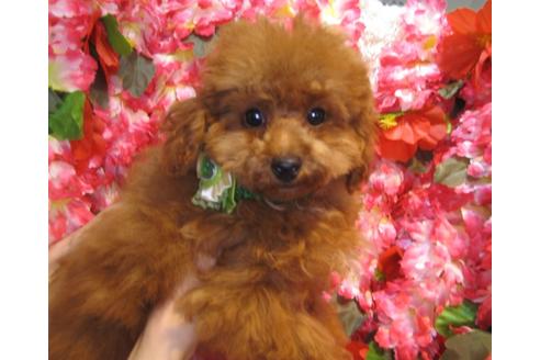 成約済の茨城県のトイプードル-36314の2枚目