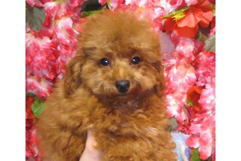 成約済の茨城県のトイプードル-36314の4枚目