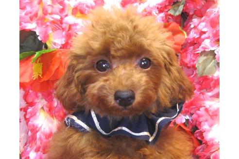 成約済の茨城県のトイプードル-36315の5枚目