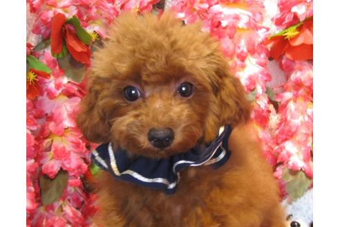 成約済の茨城県のトイプードル-36315の1枚目