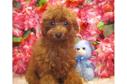 成約済の茨城県のトイプードル-36315の2枚目