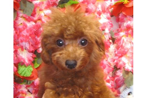 成約済の茨城県のトイプードル-36315の4枚目