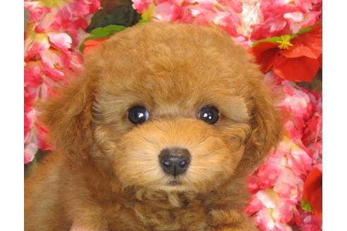 成約済の茨城県のトイプードル-36316の5枚目