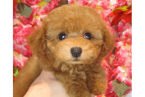 成約済の茨城県のトイプードル-36316の2枚目