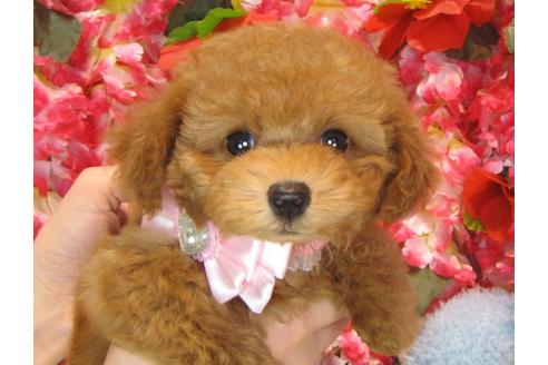 成約済の茨城県のトイプードル-36316の3枚目