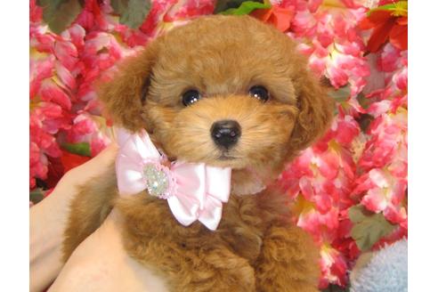 成約済の茨城県のトイプードル-36316の4枚目