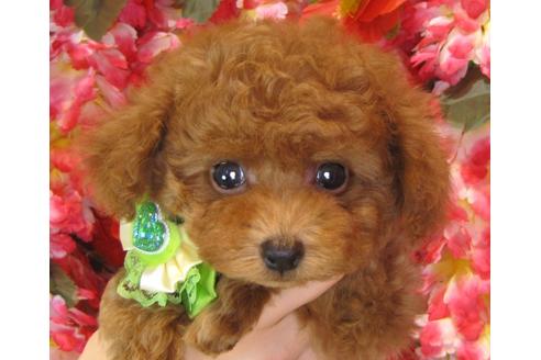 成約済の茨城県のトイプードル-36317の2枚目