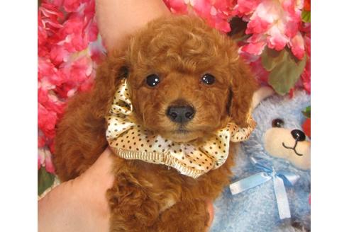 成約済の茨城県のトイプードル-36318の4枚目